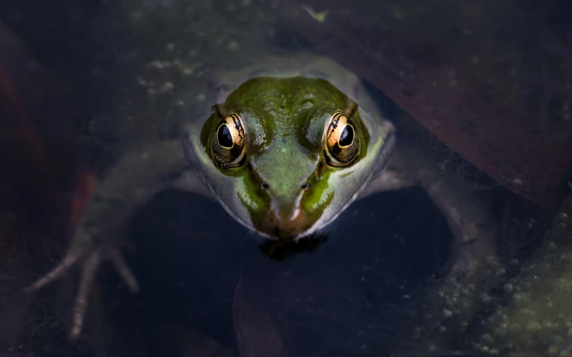 a large green frog swimming in the water