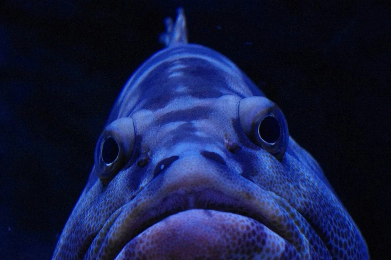 a close up po of a fish in deep blue water