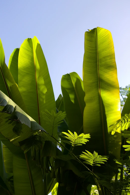 a tree with large leaves and green stems