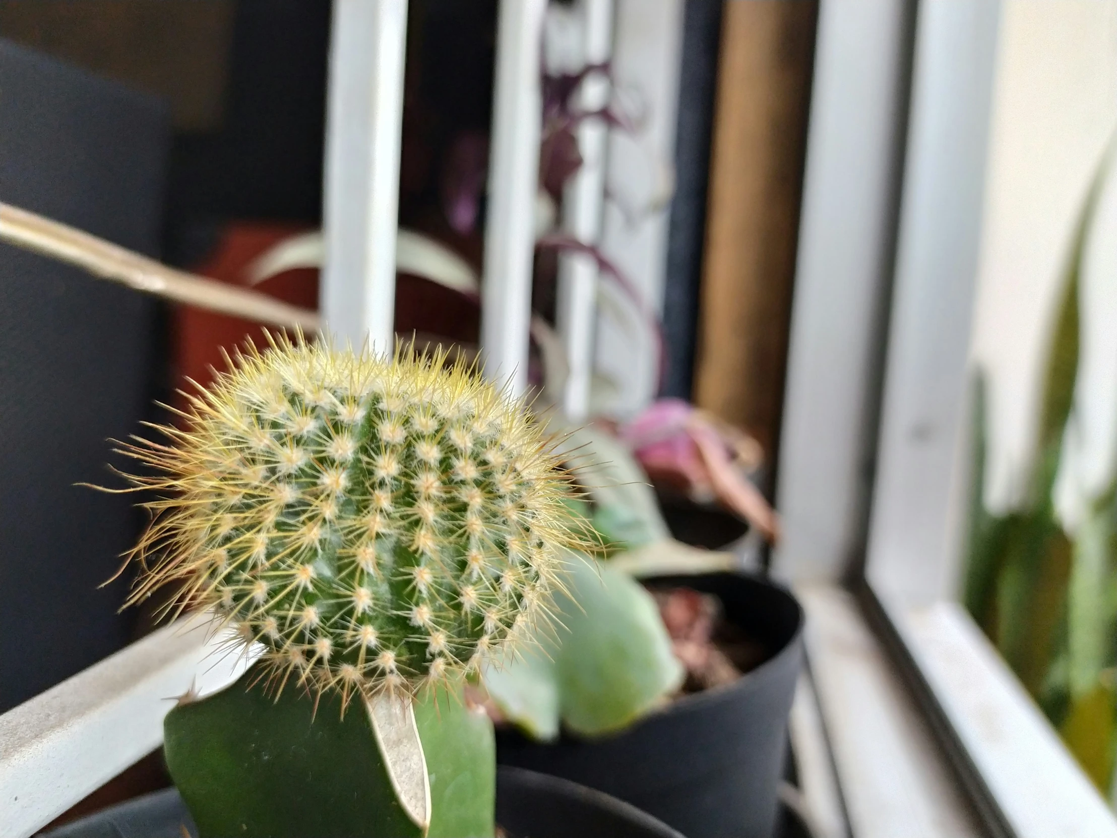 the cactus is in a small black pot on the window sill