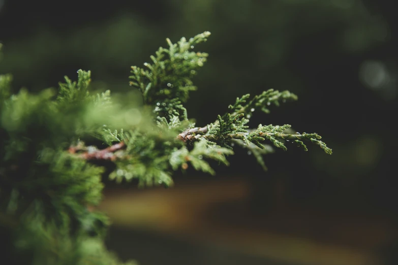 green needles of evergreen tree looking like it could be 