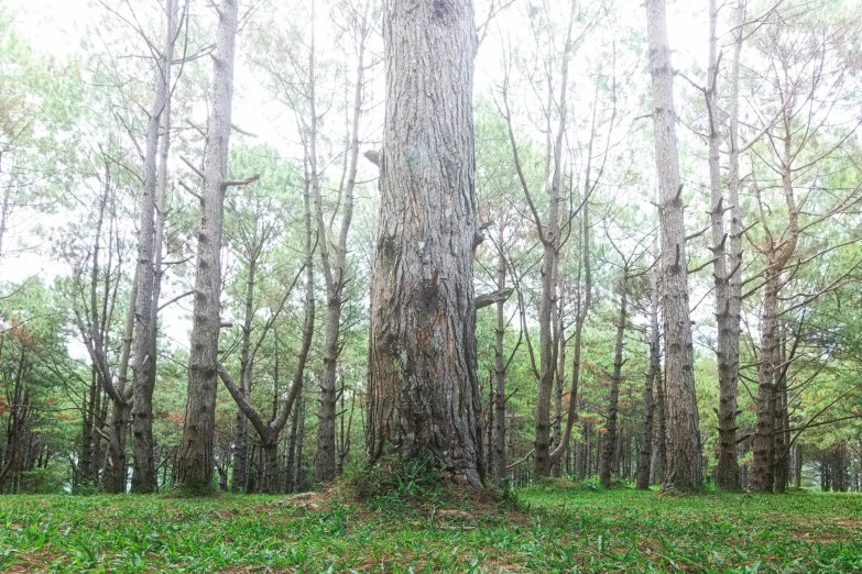 a group of trees in the middle of a forest