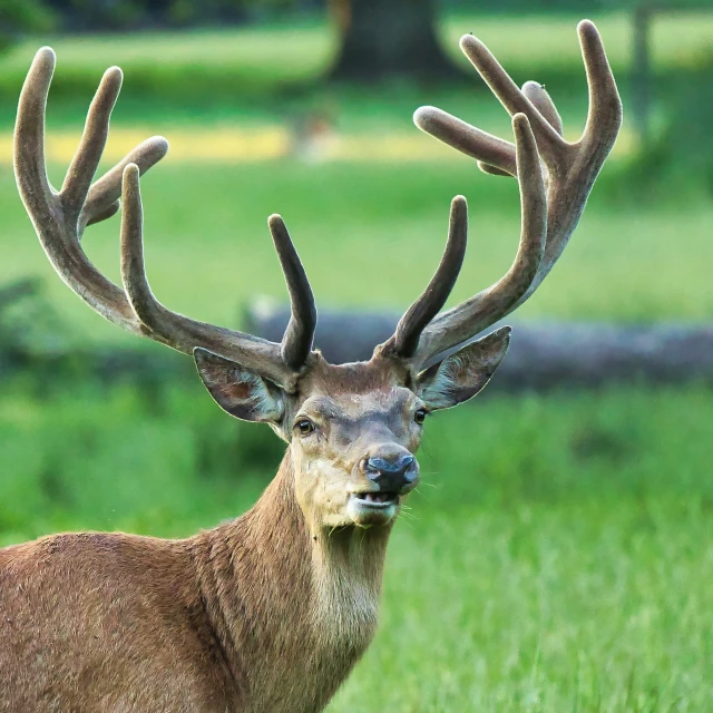 a deer with antlers standing in the grass