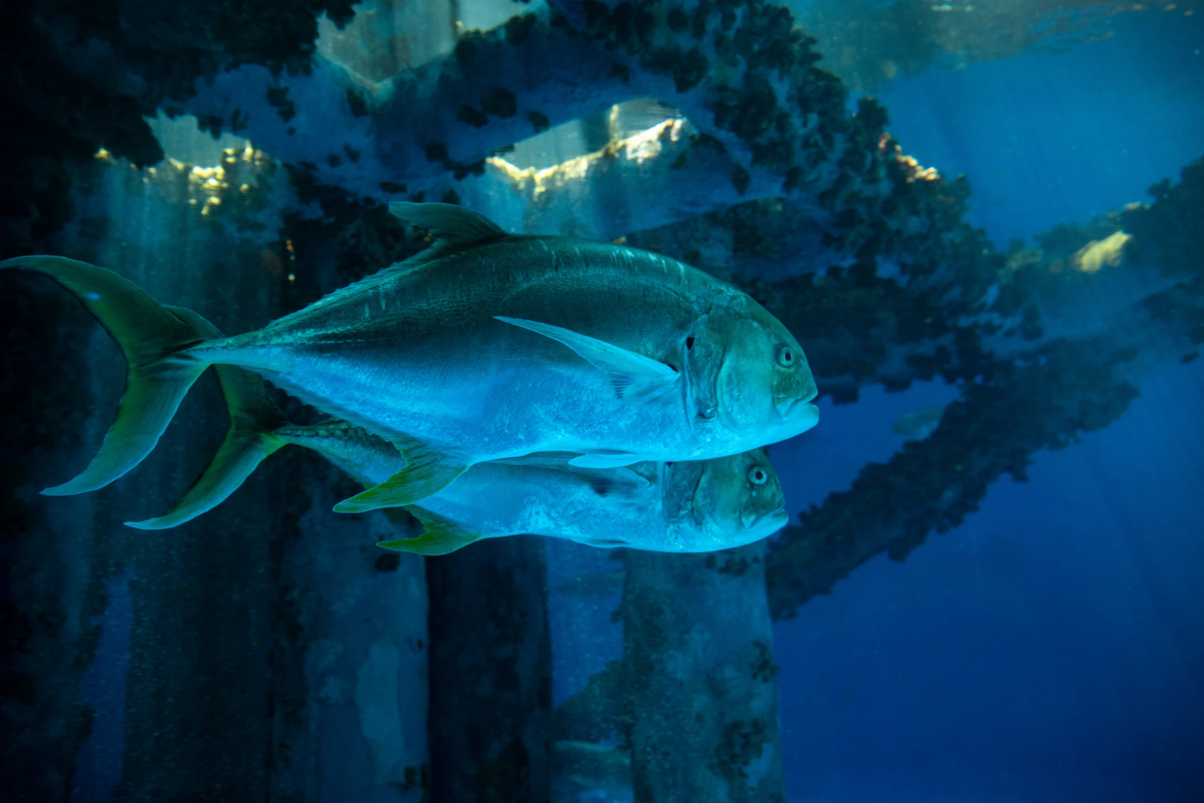 a fish is swimming by a wooded area