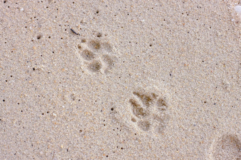 a bird's feet and footprints are shown in the sand