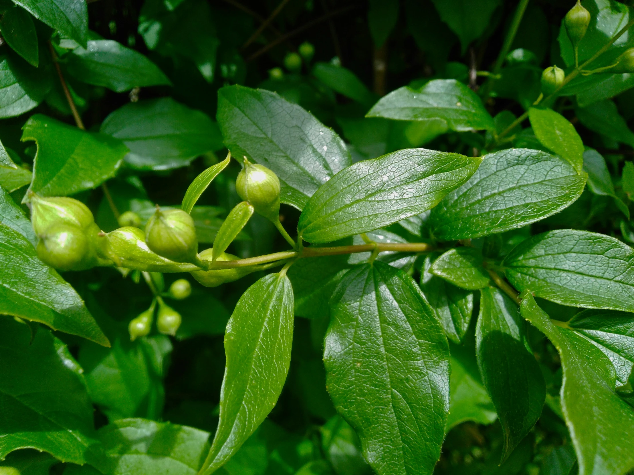 some small green berries growing on a bush