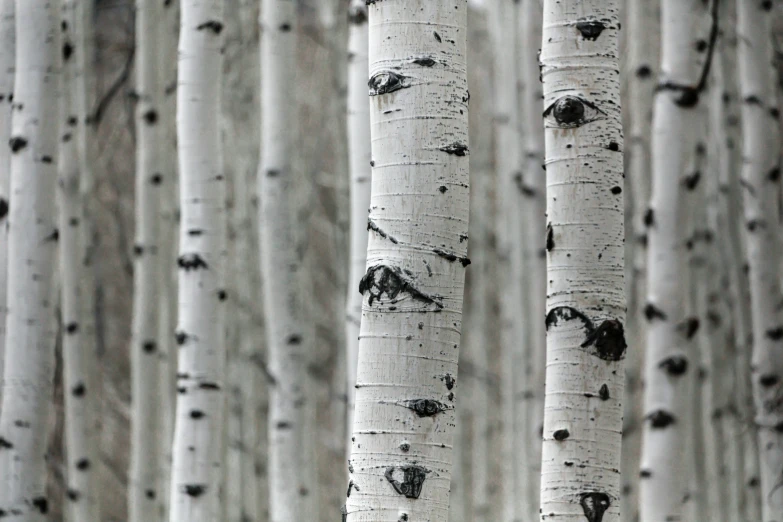 some tree trunks with many thin, white bark
