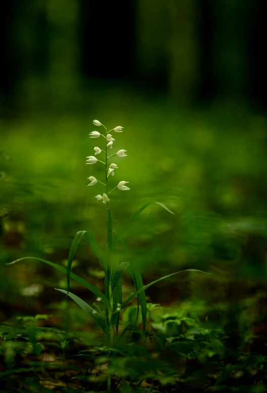 a small plant sitting on the side of a forest