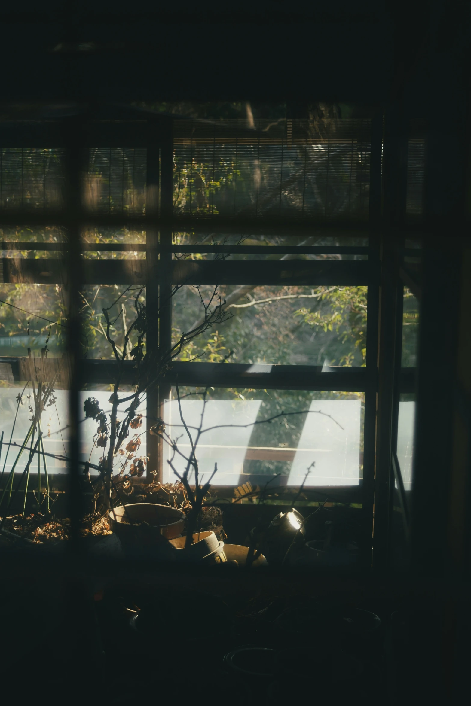 an outdoor area with plants and a lake