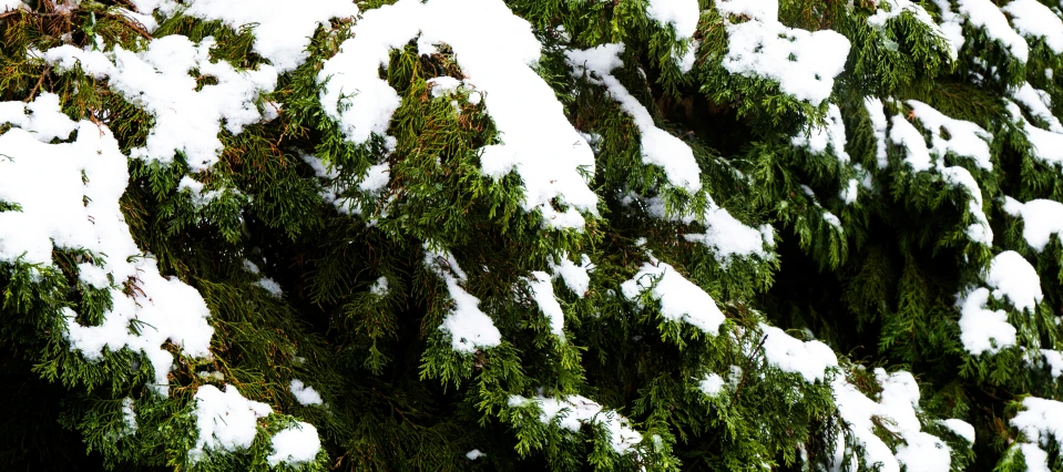 there is a bird perched on the top of some trees