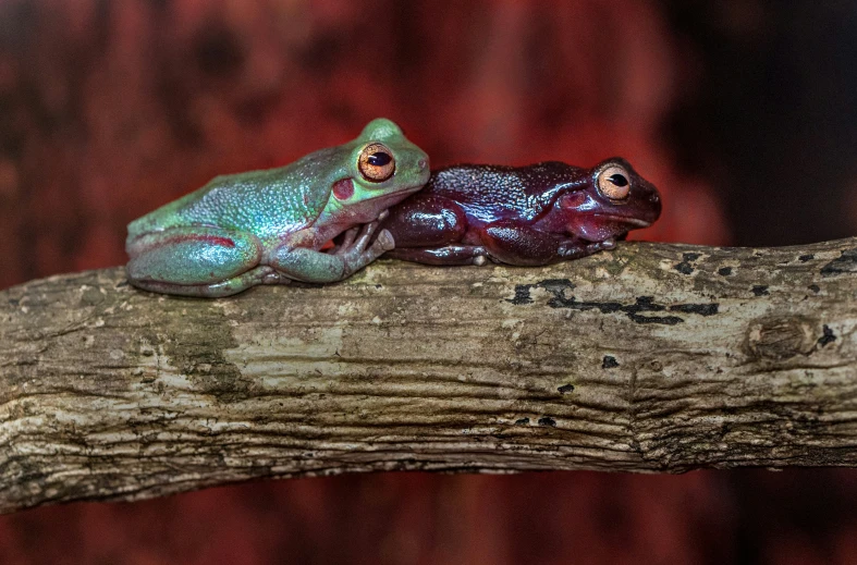 two colorful frogs sitting on a log together