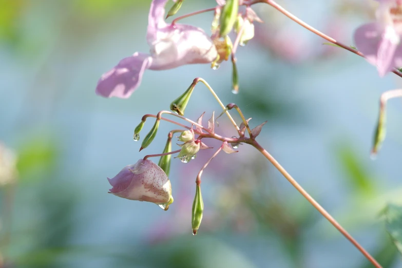 pink and green flowers on a nch outside