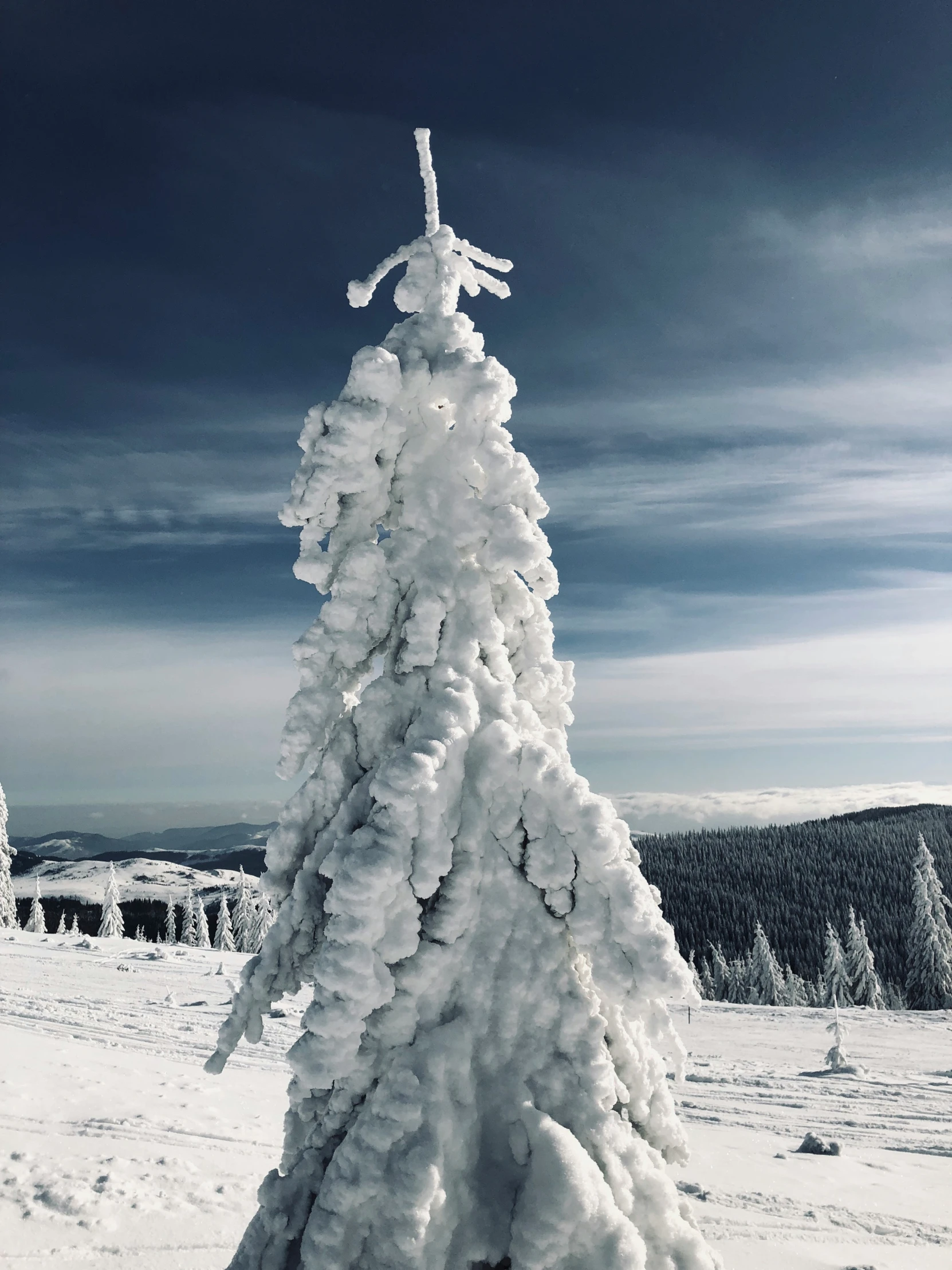 a snow covered tree stands in the middle of the snow