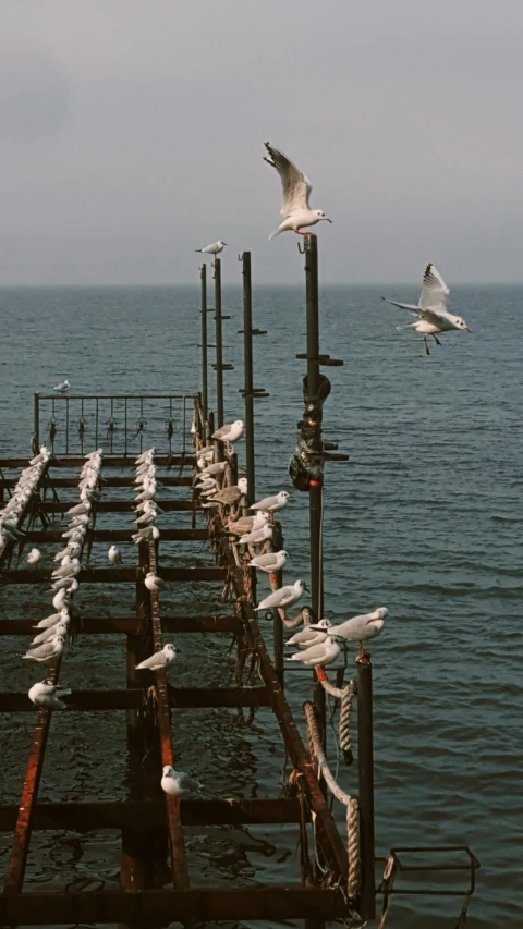 a bird flies over the ocean while seagulls look on