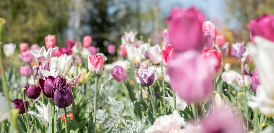 a field of tulips and other flowers that are purple