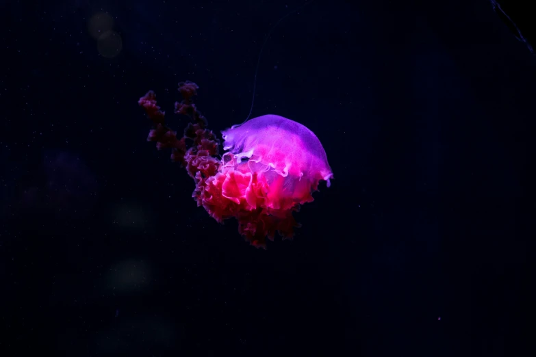 there is a jellyfish in the dark water