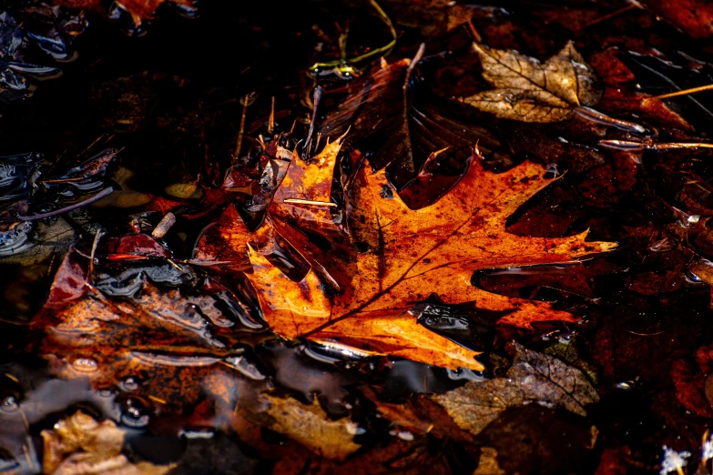 a closeup of some leaves and water droplets