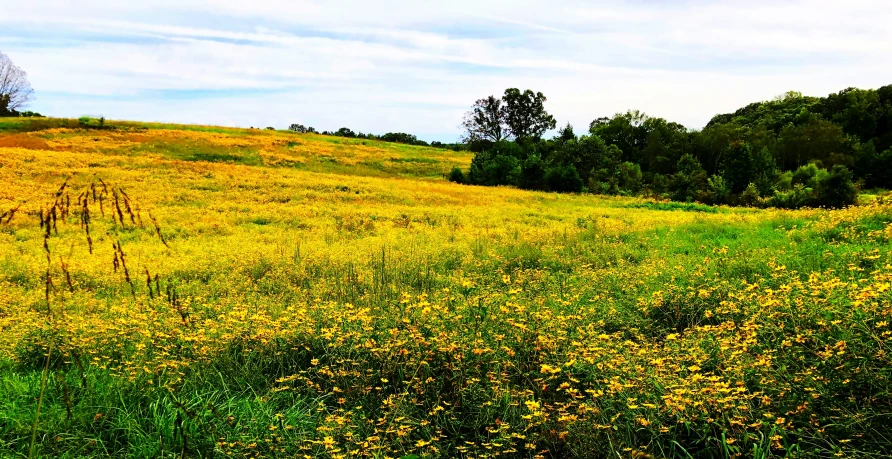 a grassy hill with trees and bushes along it