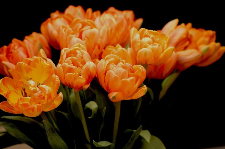 a lot of orange tulips growing in the ground