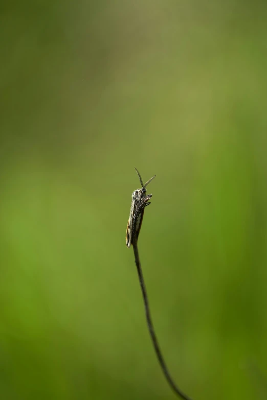 small insect on a stem of plant in green background