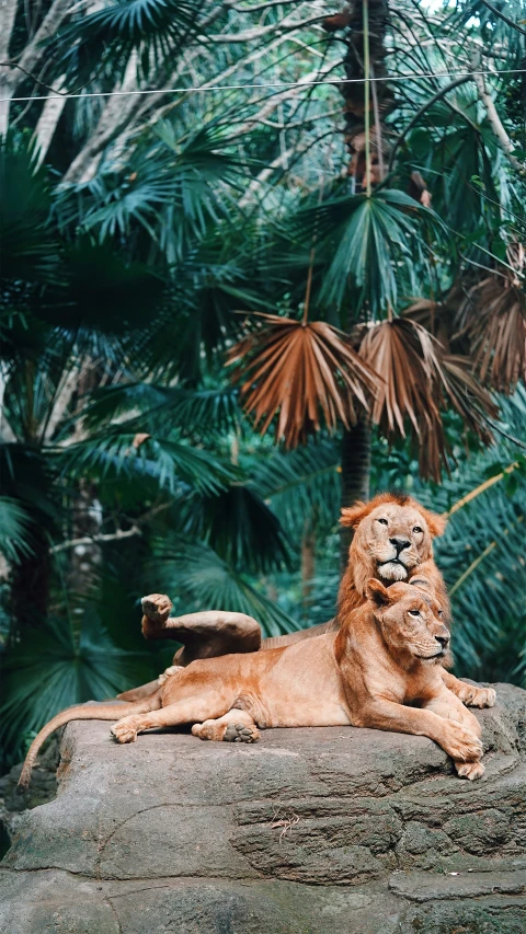 the large, red lion rests on a rock in front of palm trees