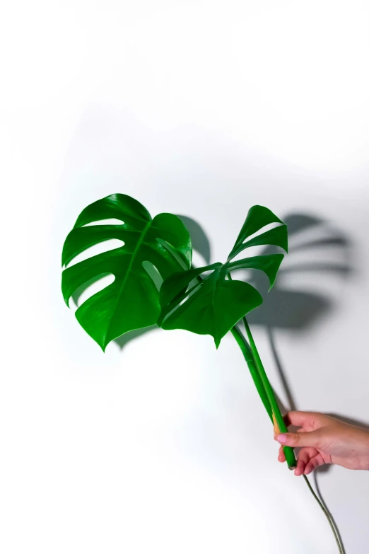 there is a giant green plant in someones hand