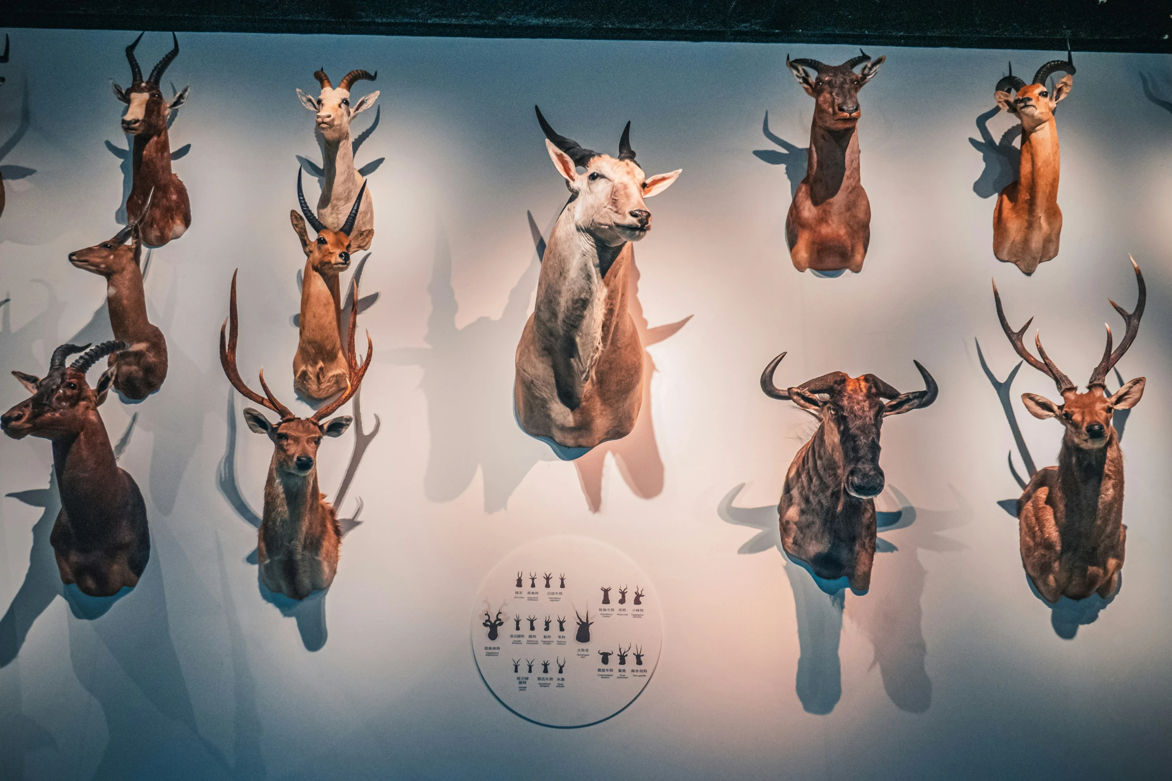 taxidermy masks with fake deer heads displayed on a wall