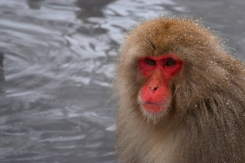 a close up of a snow monkey with red face