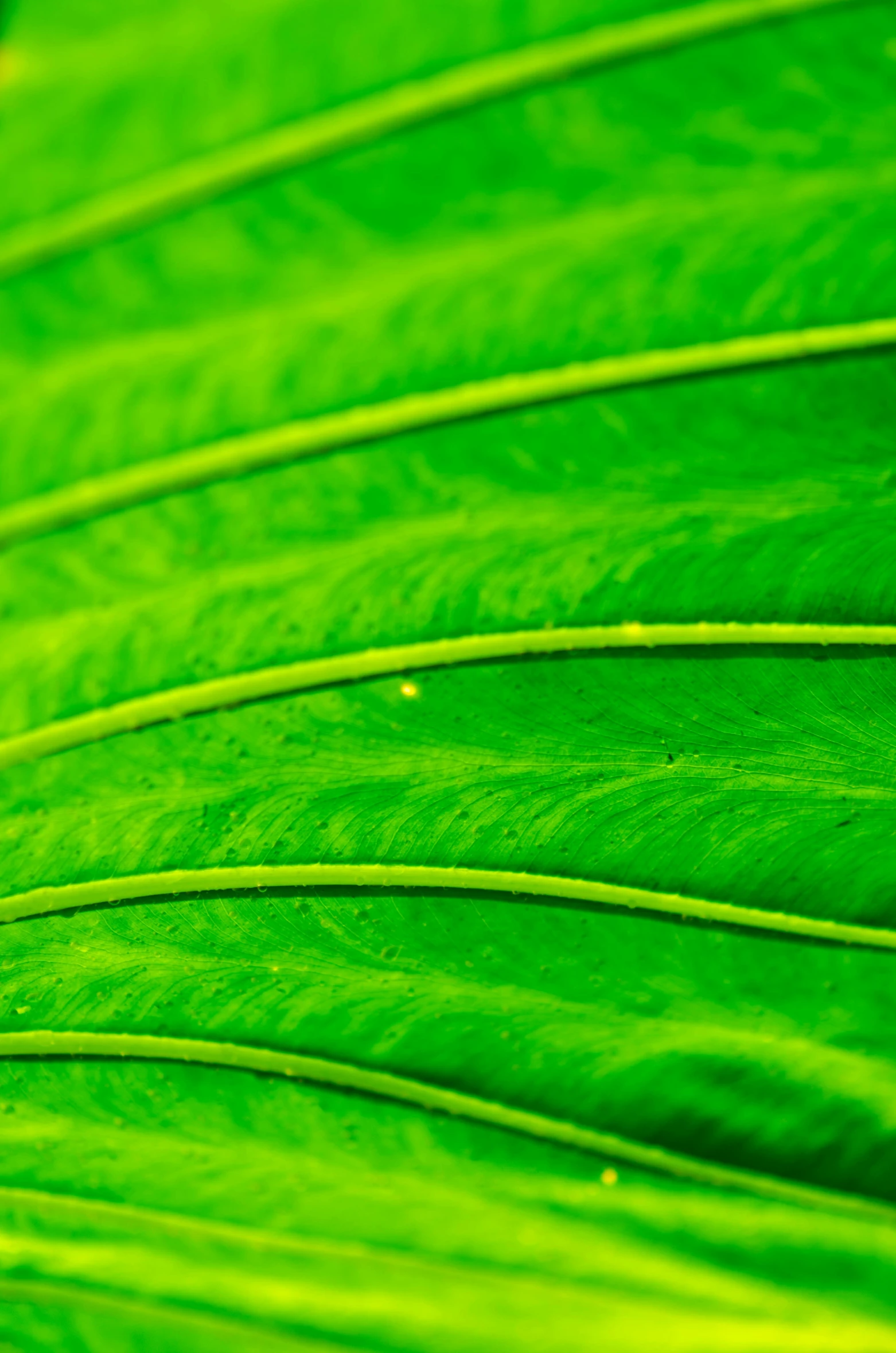 a bright green leaf in the center of a plant