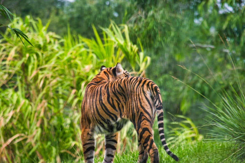 a tiger walks away from the camera through tall vegetation