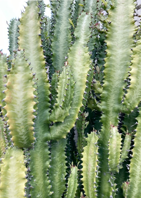 large cactus with multiple leaves and no leaves