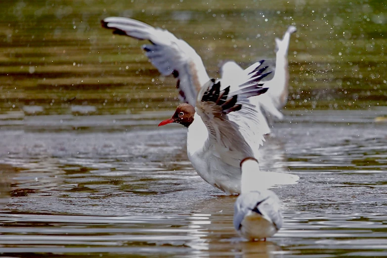 two ducks are fighting over the water