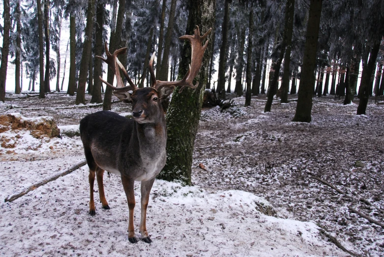 a deer that is standing in the snow