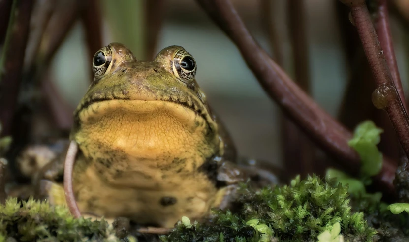 a frog that is staring at the camera