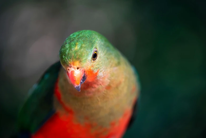 a colorful bird sitting on top of a wooden pole