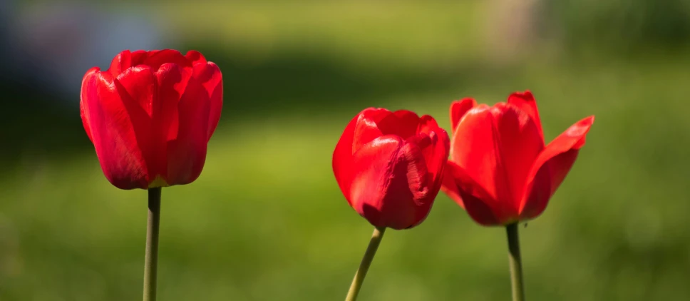 three red flowers are seen in this close up image