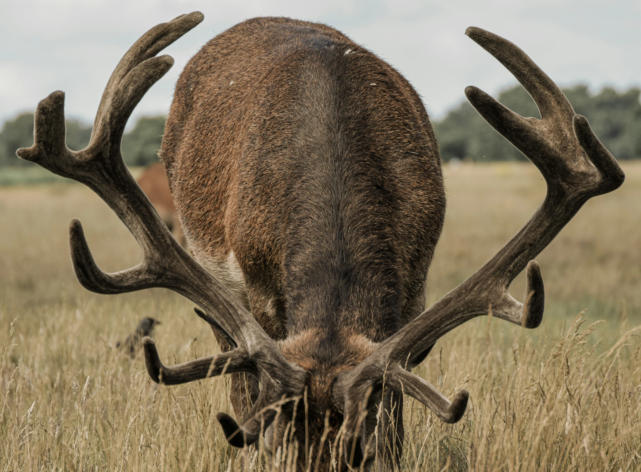 a big moose with huge antlers on the grass