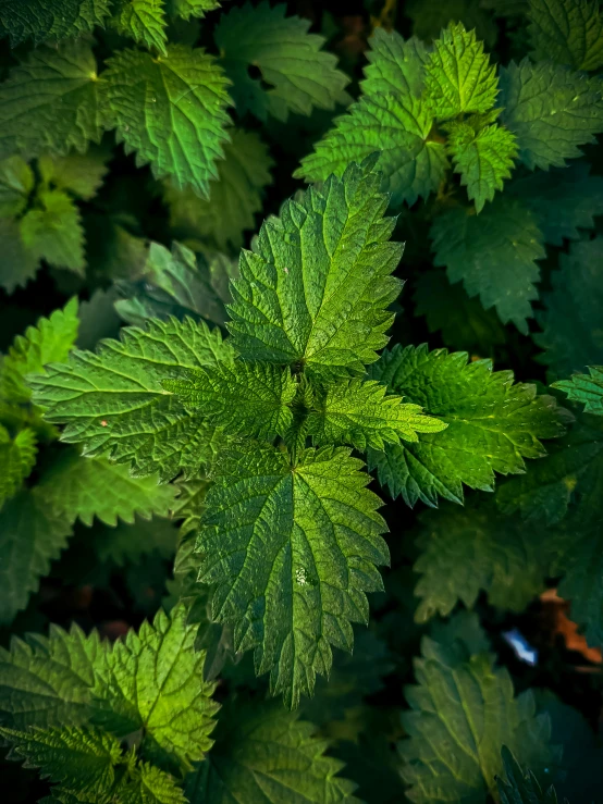 green leaves and other green things next to each other