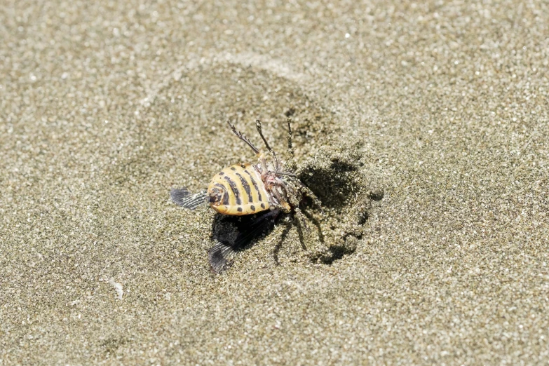 a bug crawling in the sand looking like it is leaving