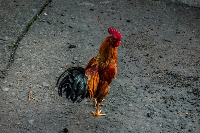 a red and black rooster walking on the ground