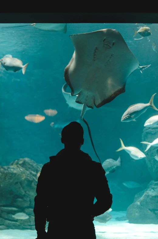 the silhouette of a man standing in front of an aquarium