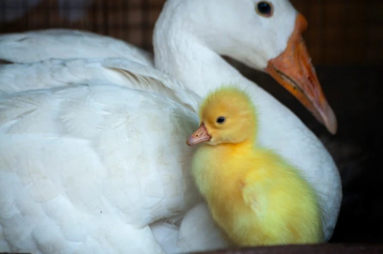 a mother goose with its young in a cage