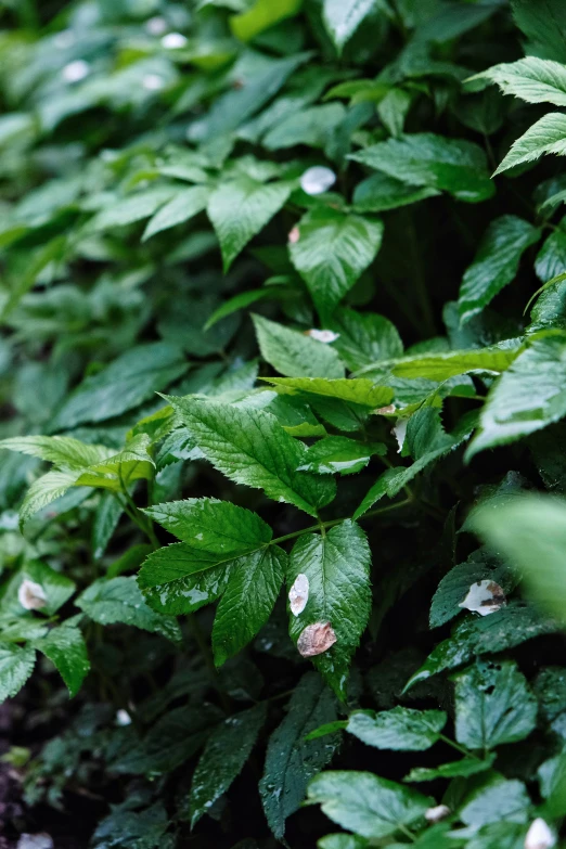 the green plants have little white flowers on them