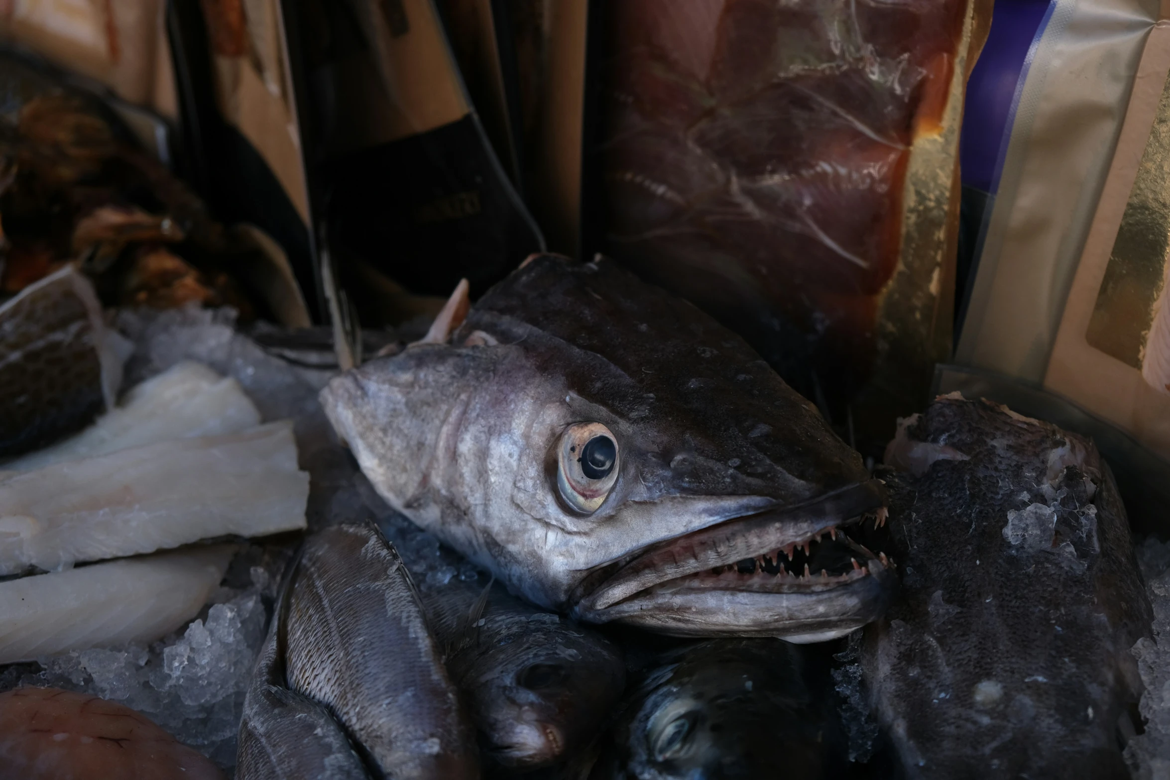 a large fish is laying on ice in the ocean