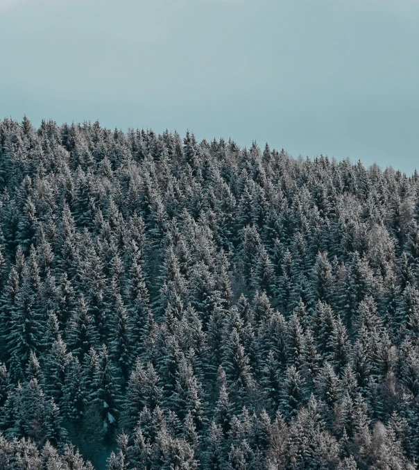 large evergreen tree tops are standing tall in the woods