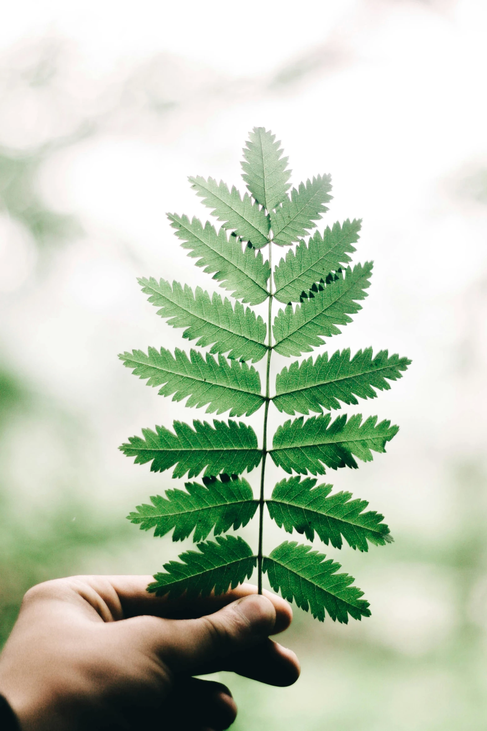 the small plant is being held up by a person's hand