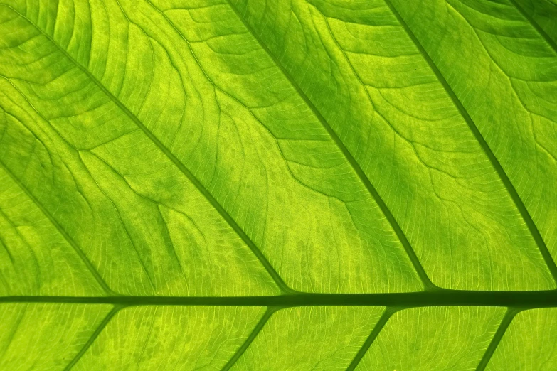 the underside of a green leaf