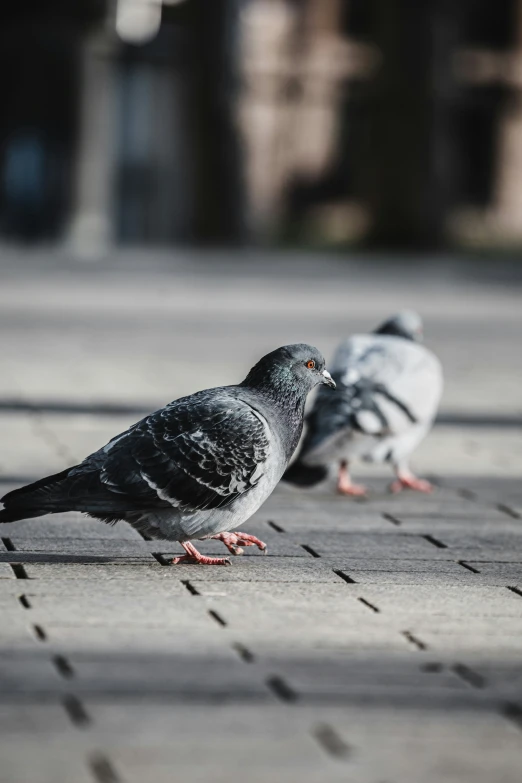 two small birds are sitting on a sidewalk