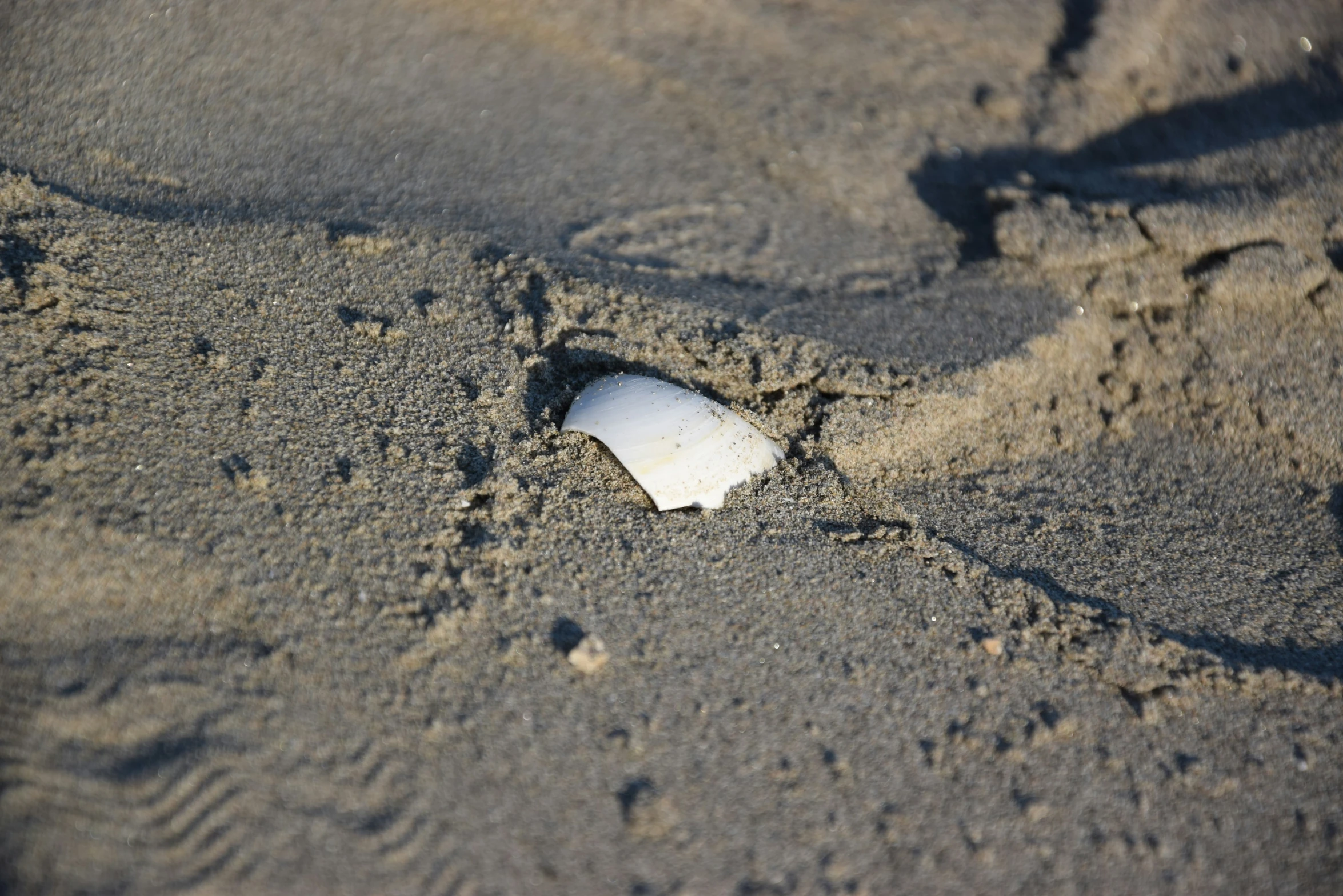 a bottle sitting on top of sand near the ocean