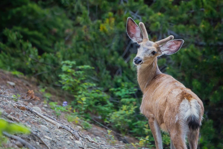 a small deer standing on a trail near trees